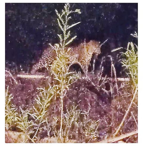 शिंदेवाडी- एकलहरे येथे नागरिकांना दिसलेला बिबट्या.