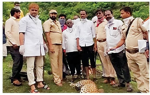 जामखेड : धामणगावात मृत अवस्थेत आढळलेला बिबट्या. यावेळी सरपंच महारूद्र महारनवर, वनविभाग आधिकारी. (छाया : दीपक देवमाने)