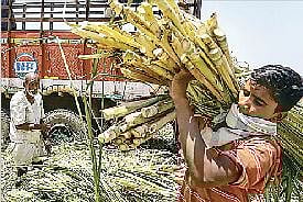 पुणे : परवान्याशिवाय ऊस गाळप सुरू करता येणार नाही; साखर आयुक्तांची सूचना