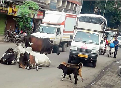 डेक्कन टॉवर समोरील मुख्य रस्त्यावर असलेली मोकाट जनावरे.