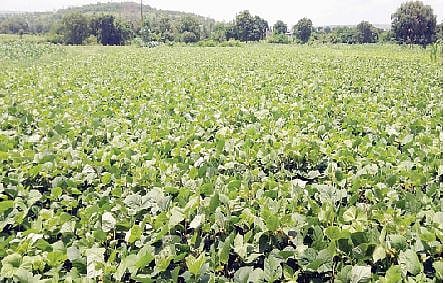 नगर तालुका बनणार कांद्याचे आगार..! 50 हजार हेक्टर क्षेत्रात खरीप पिकांची पेरणी