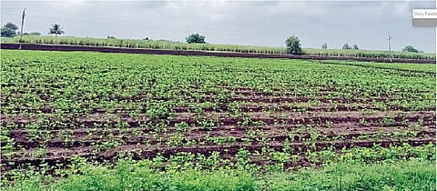 गत आठवड्यातील संततधार पावसामुळे खरिपातील पिके तरारली आहेत.