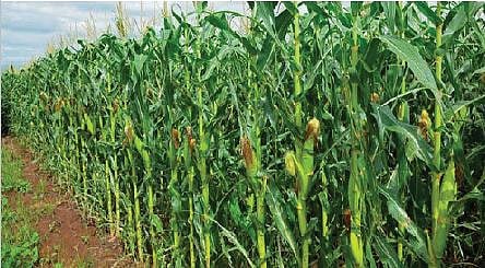 मका पिकाला भाव मिळत असल्याने शेतकरी मका करण्यावर भर देत आहेत.
