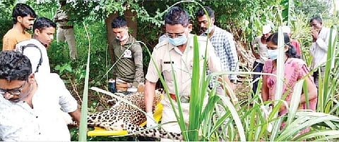 करंदीत आढळलेला मृत बिबट्याला शवविच्छेदनासाठी घेऊन जाताना वनविभागाचे अधिकारी.