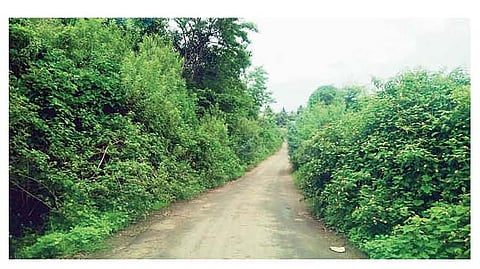 कळंब रस्त्यावर झाडे-झुडपे वाढल्याने अपघातांचा धोका वाढला आहे.