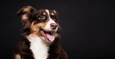 पुणे : पाळीव कुत्र्यांसाठी 550 ऑनलाईन अर्ज