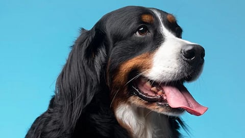 World Dog Day Special