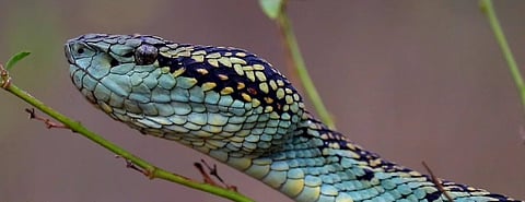 भोसरीमध्ये आढळला दुर्मीळ मलबार चापडा साप