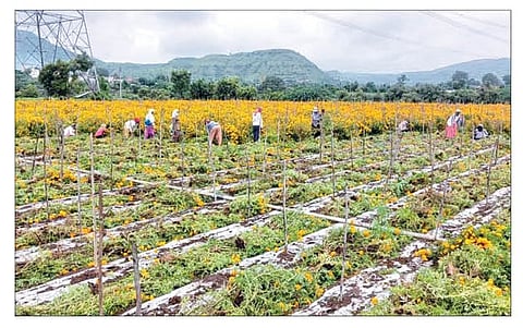 संगमनेर : बाजार भाव मिळत नसल्यामुळे शेतकर्‍यांनी उपटून टाकला झेंडू