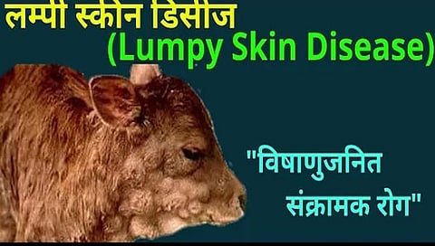 नाशिक : गुजरातला जनावरांमध्ये आढळतोय लम्पीस्कीन; पशुपालकांना खबरदारीच्या सूचना