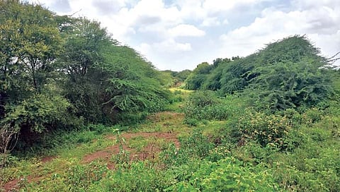 दोन महिन्यांनंतरही ओढे, नाले कोरडेच; पंढरपूर तालुक्यात पावसाची हुलकावणी