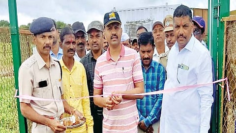 सातारा : कास पठारावरील फुलांचा हंगाम सुरू