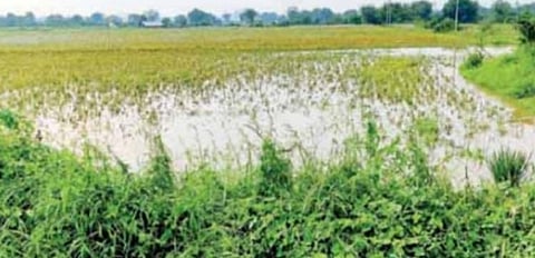 पिंपळनेर : शेतिपकांमध्ये निर्माण झालेली तळेसदृश्य परिस्थिती. (छाया: अंबादास बेनुस्कर).