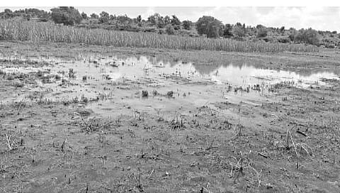 लातूर : ‘धो-धो’ पाऊस बरसल्याने पिकांना जीवदान