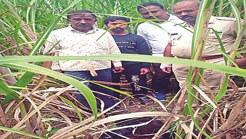 Leopard attack : नाशिकच्या म्हसरुळमध्ये बिबट्याचा मुक्त संचार, वासरु केले फस्त