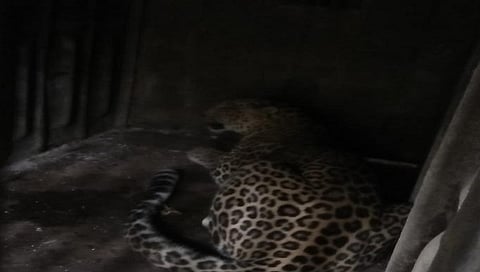 नाशिक : लहवितकरांनी सोडला नि:श्वास; पाच वर्षांची बिबट्या मादी जेरबंद