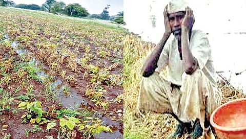 सातारा : राजम्यानेे शेतकर्‍यांच्या डोळ्यात पाणी