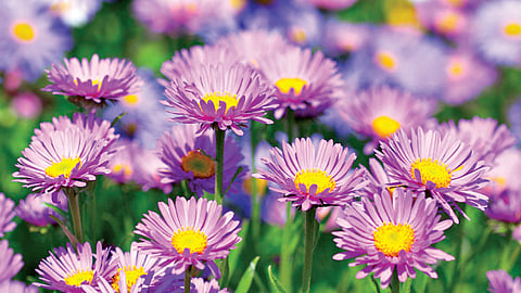 अ‍ॅस्टर लागवड कशी करावी?