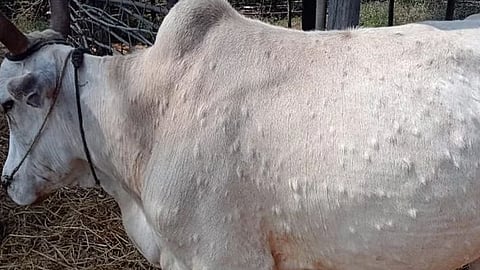 लंपी रोगाची ‘ही’ आहेत लक्षणे, पशुपालकांनी अशी घ्यावी काळजी…