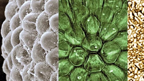 अनुमानापेक्षा आधीच झाली होती वनस्पतींची निर्मिती
