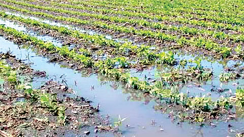 कोल्हापूर : हजार हेक्टरवरील पिकांचे नुकसान