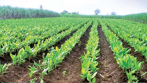 हळद पीक लागवडीत मोठ्या प्रमाणात वाढ