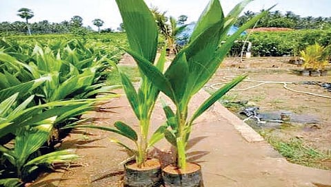 नारळ लागवड आणि व्यवस्थापन