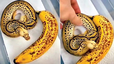 केळासारखा दिसणारा छोटा अजगर!