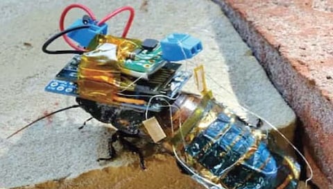 आता ‘झुरळ’ पकडणार चोराला!