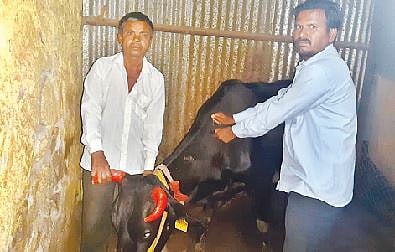 कात्रज दूध संघाच्या पशुधन पर्यवेक्षकांमार्फत जिल्ह्यात जनावरांचे लसीकरण करण्यात येत आहे. 