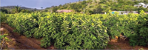 खोर (ता. दौंड) येथील अंजीराच्या झाडांना आलेला बहार.