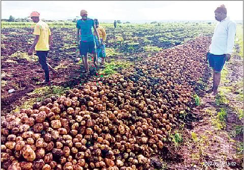 शिरदाळे परिसरातील बटाटे सडले; शेतकरी सापडले आर्थिक संकटात