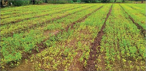 पालेभाज्यांच्या पिकांची सड मोठ्या प्रमाणात झाली आहे. रांजणी येथील चित्र.