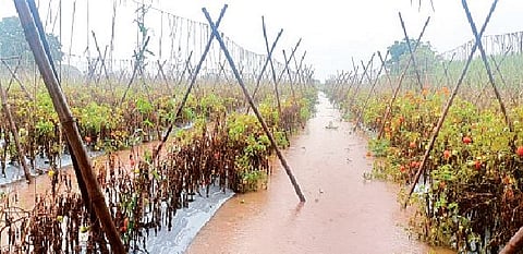 बोरीबेल येथील पाण्याखाली गेलेले टोमॅटो पीक.
