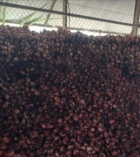 शिंगवे येथील शिवाजी टाके या शेतकर्‍याच्या कांदा बराकीत अज्ञाताने युरिया टाकल्याने कांदे सडून खराब झाले. (छाया : किशोर खुडे)