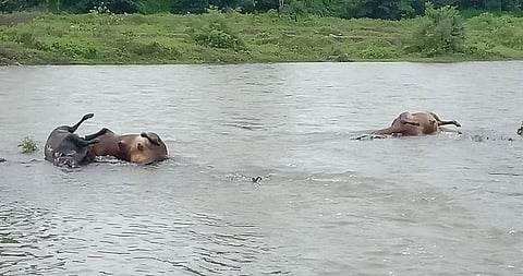 जळगाव : सुकी नदीपात्रात कुजलेल्या अवस्थेत आढळलेले बैल. (छाया: चेतन चौधरी)