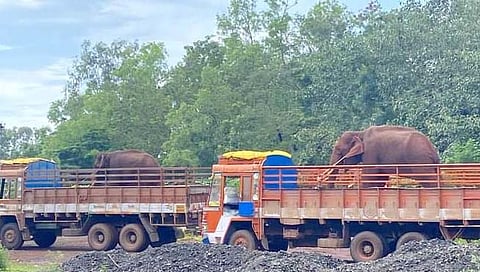 बेळगाव : बिबट्या पकडण्यात अपयश आल्याने दोन्ही हत्ती शिमोग्‍याकडे रवाना