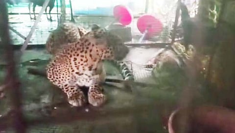 चंद्रपूर: कोंबड्या खाण्यास चटावलेला बिबट्या जेरबंद