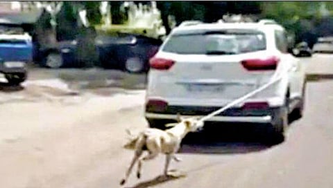 डॉक्टरने मोटारीला बांधून कुत्र्याला तब्बल पाच कि.मी. फरफटत नेले