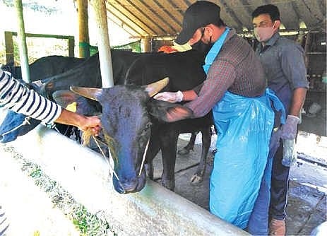 सातगाव पठार परिसरातील जनावरांचे लसीकरण; भाजपने घेतला पुढाकार