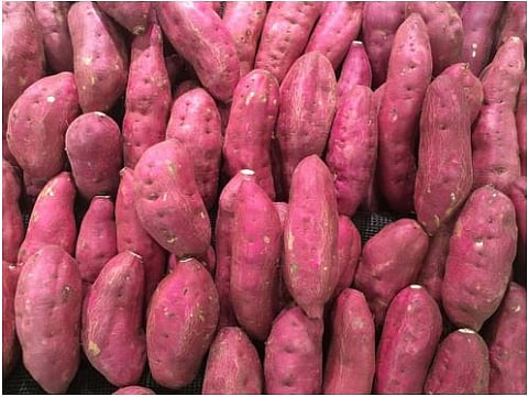 नवरात्रीच्या उपवासातील रताळूला ५ कोटी ७० लाख वर्षांचा इतिहास (Sweet Potatoes India Origin)