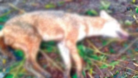 सांगली : शिरगावात तरसांच्या हल्ल्यात कोल्ह्याचा मृत्यू