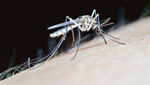 अनोखी 3 डी प्रिंट अंगठी लावणार डासांना पळवून