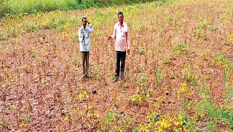सातारा : सोयाबीन, भात, नाचणी, वरी पिकांचे नुकसान
