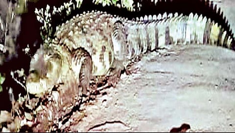 सातारा : खोडशी येथे भरवस्तीत 9 फुटांची मगर … परिसरात खळबळ 