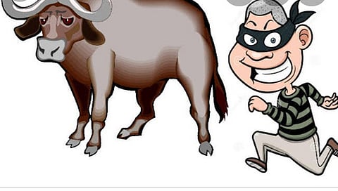 म्हैस चोरीला,www.pudhari.news