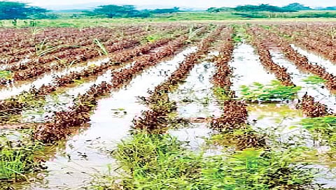 सांगली : सोयाबीन उत्पादकांना 350 कोटींचा फटका