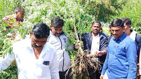 हिंगोली : शेतकऱ्याने कापसाच्या शेतात लावली गांजाची झाडे; पोलिसांची कारवाई