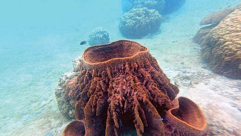 पॅसिफिक महासागरात नव्या बेटाची निर्मिती