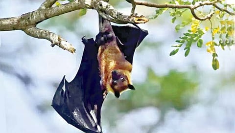 वटवाघळांची घटती संख्या चिंताजनक